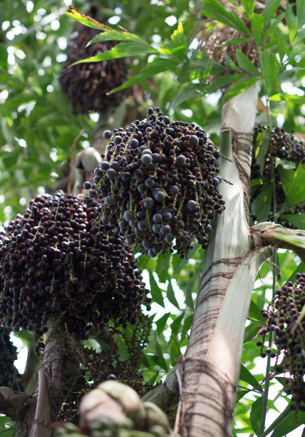 acai