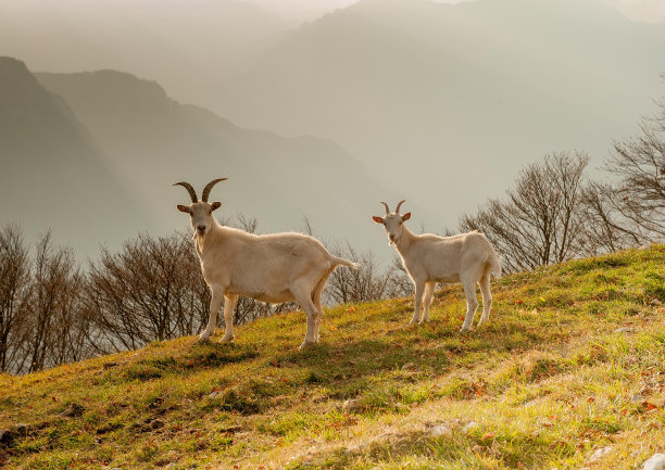 sheep