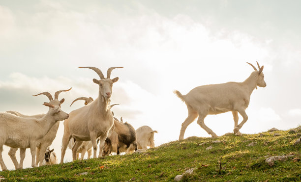 sheep