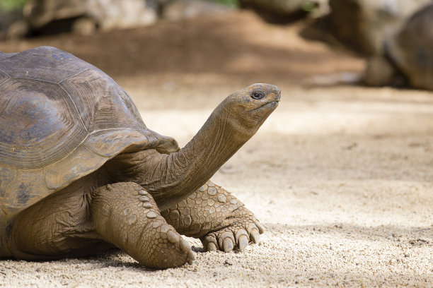 turtle