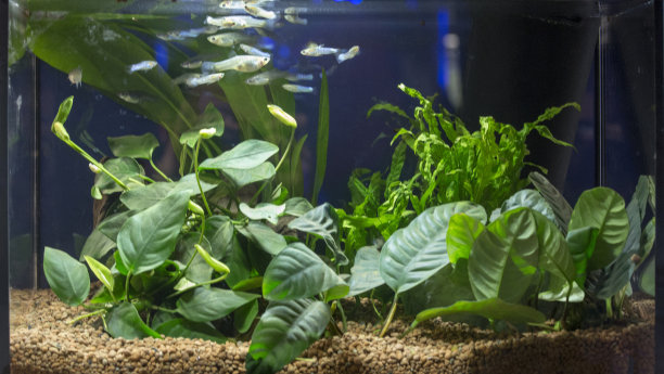 aquarium