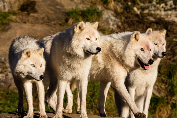wolf