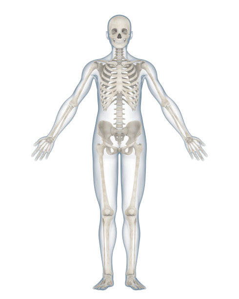 bone