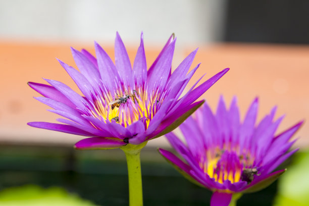 蜜蜂与睡莲