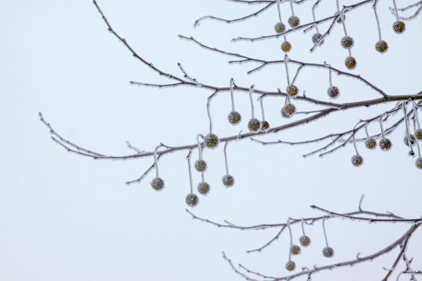 小无花果树