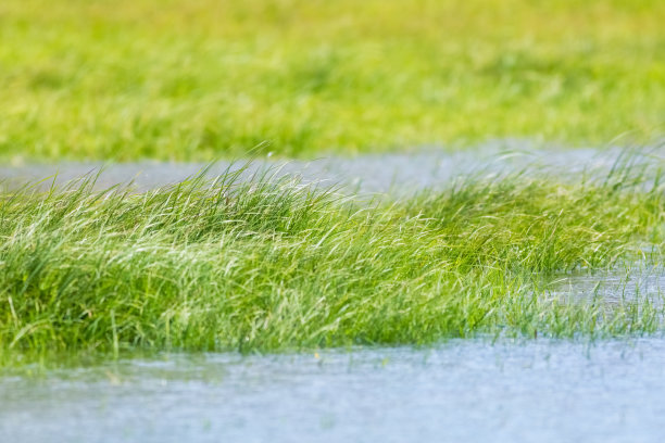 wetland