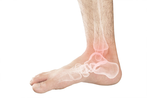 tibia
