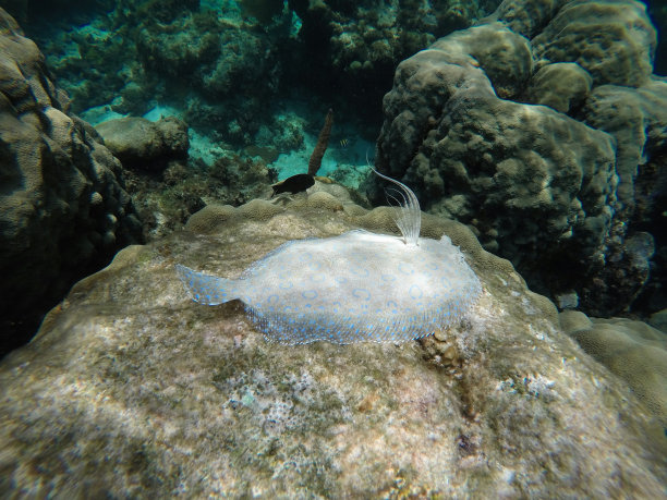 plaice