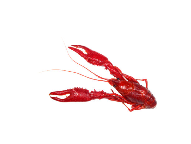 crawdad