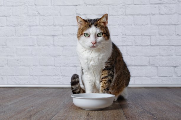 猫吃猫粮
