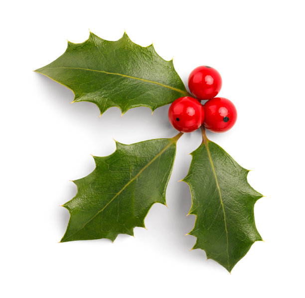 holly