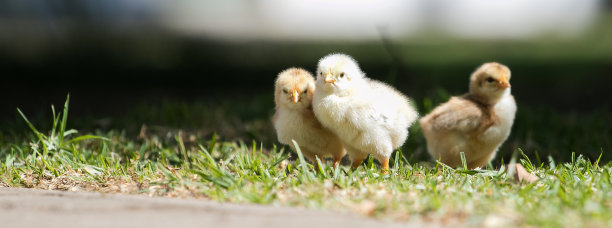 chick