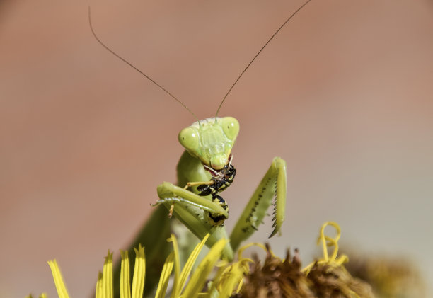 arthropod