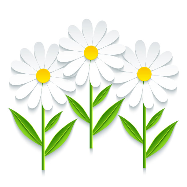 白色野花