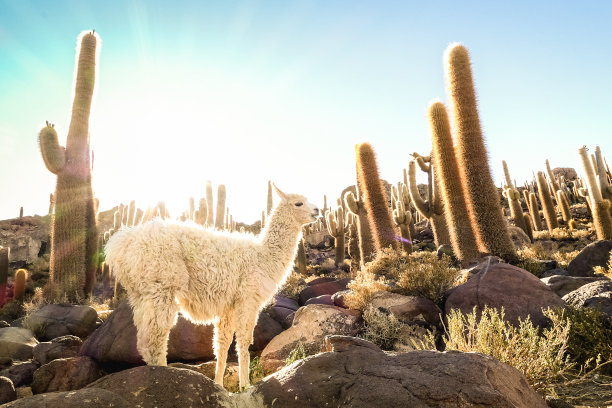 alpaca