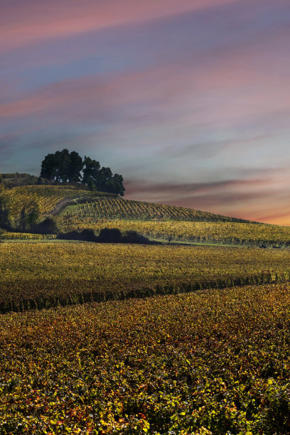 vineyard
