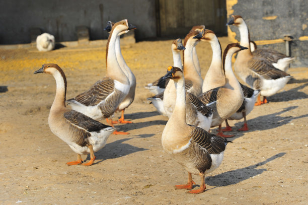 goose