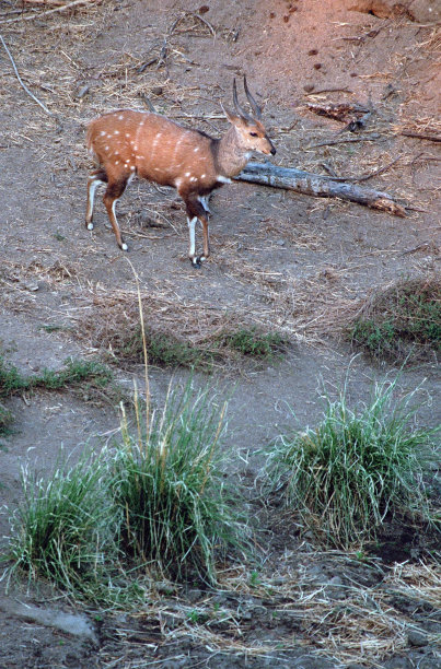 南非林羚