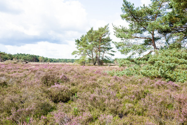 heath