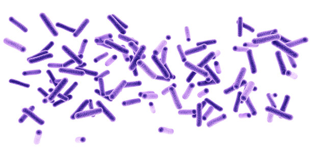 fungus
