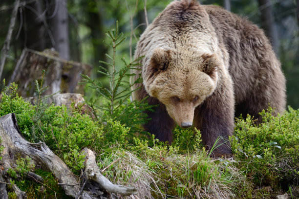 ursus