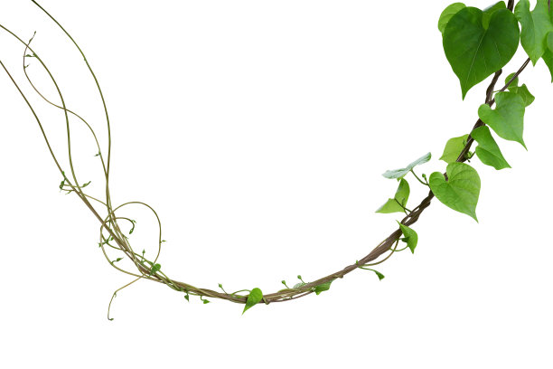 藤本植物