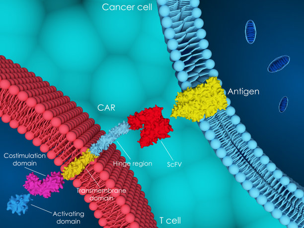 cd4