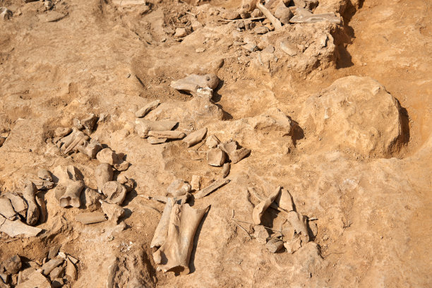 skeleton
