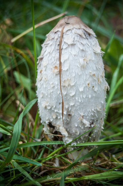 coprinus