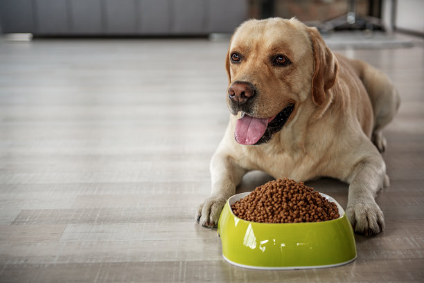 labrador