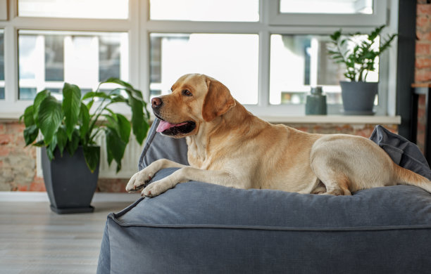 labrador