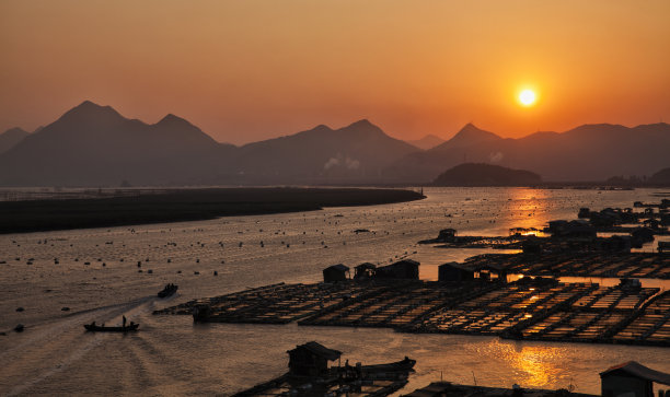 中华海草