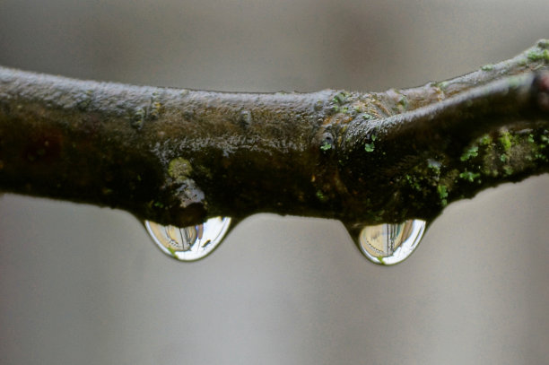 树林的雨