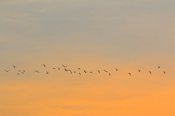 夕阳一群红嘴鸥