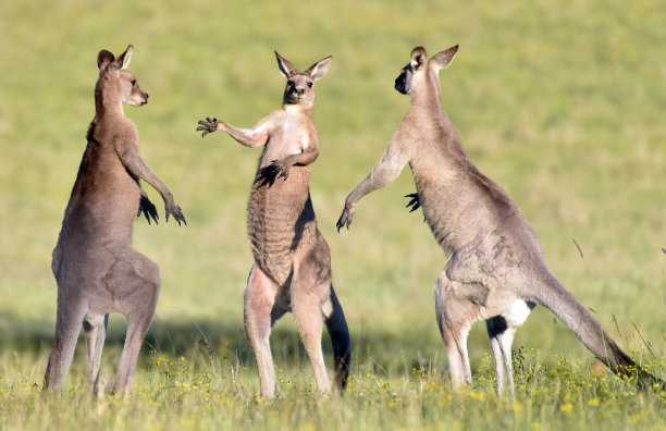 kangaroo