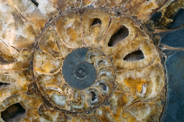 侏罗纪菊石