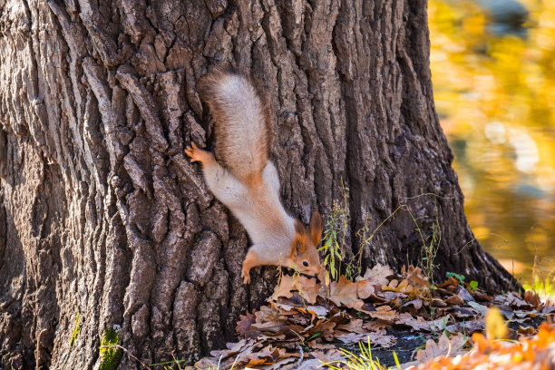 squirrel