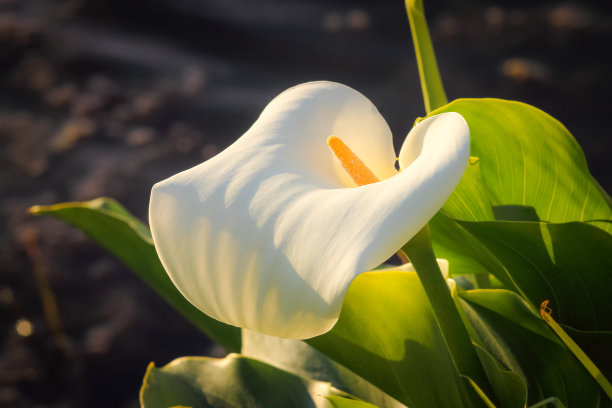 zantedeschia