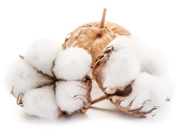 cotton