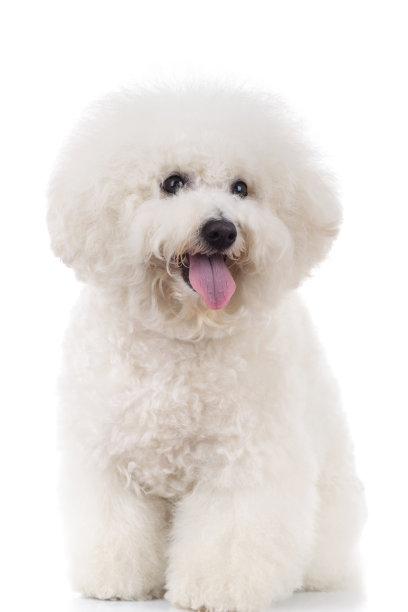 比熊犬