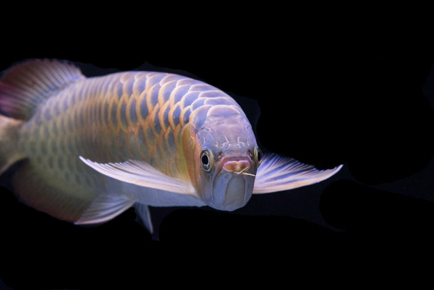 arowana