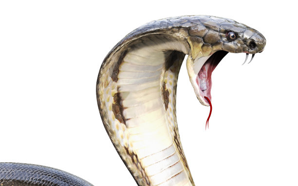 atheris