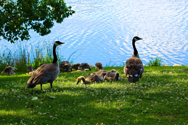 goose