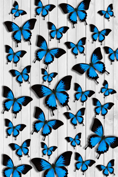 swallowtail