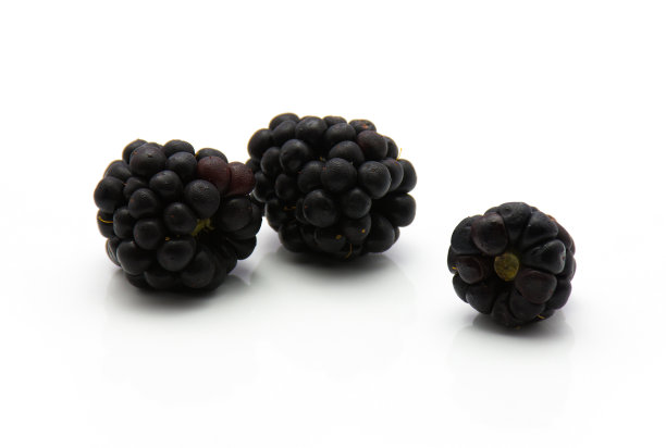 黑莓百合