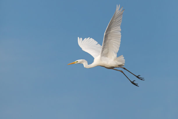 egret