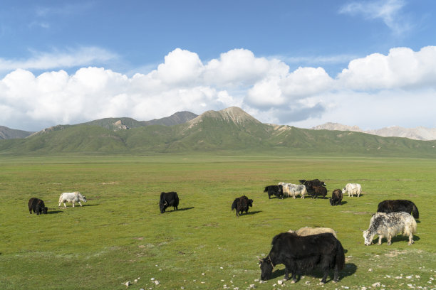 高原草原牦牛