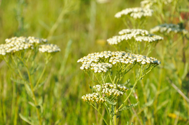achillea