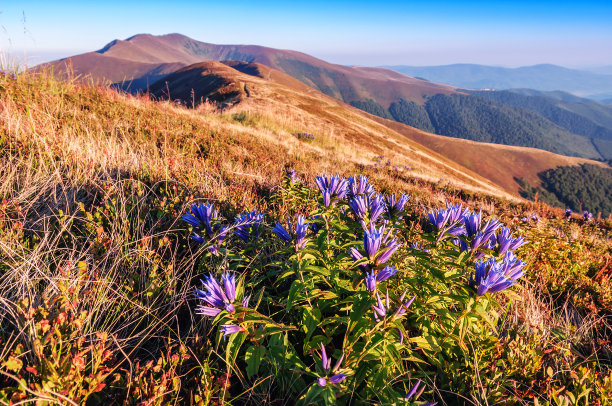 gentian
