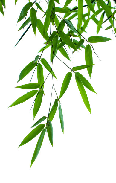 竹叶叶脉,荷叶叶脉_大山谷图库